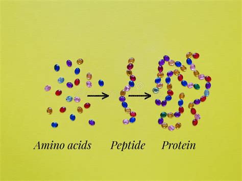 Image result for Protein Structure Types
