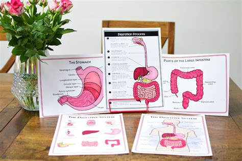 Digestive Process for Kids 的图像结果