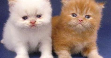 Rahasia Mengatasi Cirit Birit pada Anak Kucing dengan Mudah