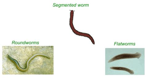 Class 9 Science Question Answers - Diversity in Living Organisms