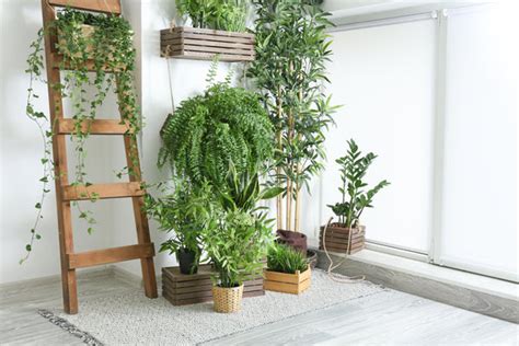 9 Indoor Screening Plants That Act as Natural Shade – Ugaoo