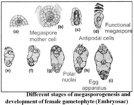 Image result for Bio Chapter 2 Class 12