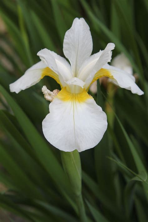 White Iris Flower