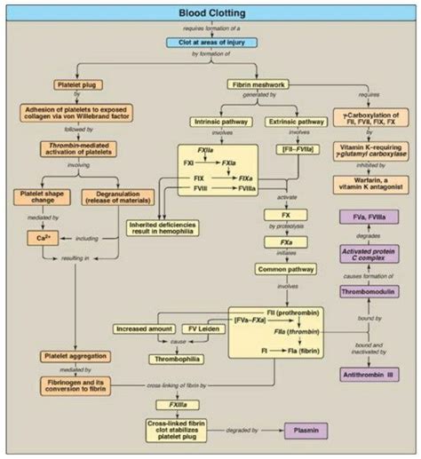 Process of Blood Clotting 的图像结果