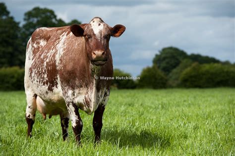 Milking Shorthorn Cattle