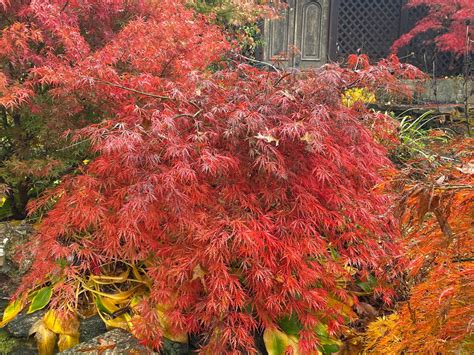 Buy Dwarf Japanese Maples — Mr Maple │ Buy Japanese Maple Trees