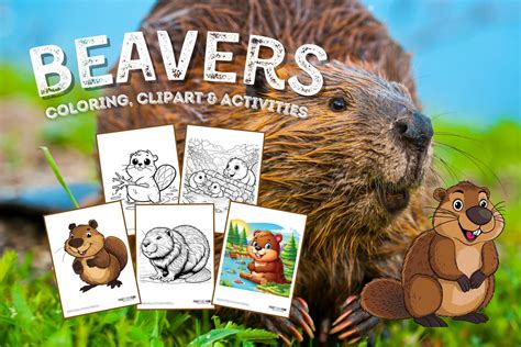 Sign Of The Beaver Coloring Pages [2025]