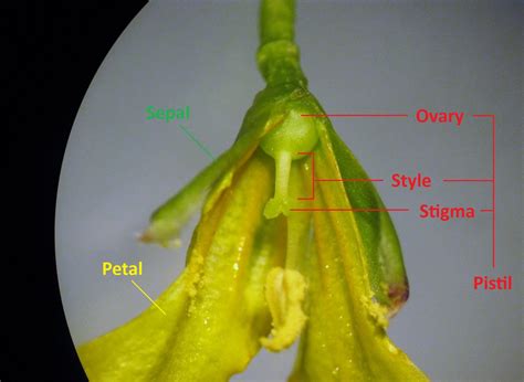 UBC Biology 210 Blog: Lab 9 - Angiosperm Reproduction