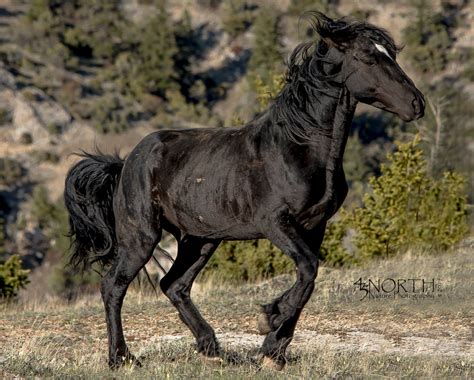 Black Mustang Foal