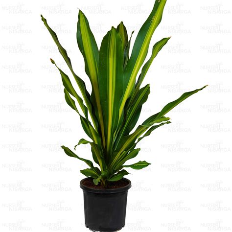 Buy Dracaena Dara Singh "corn" Plant Online at Nursery Nisarga
