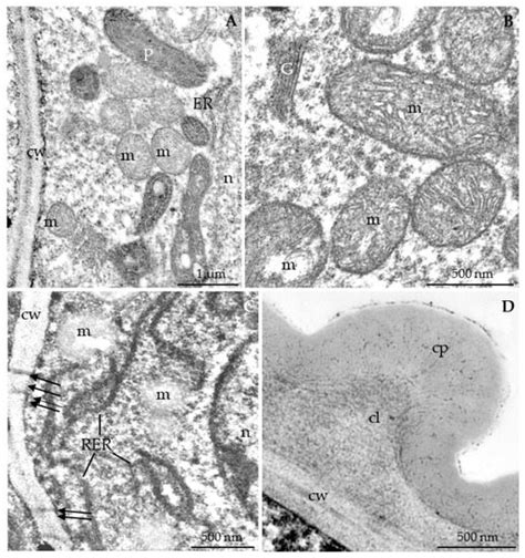 Nectar Secretion, Morphology, Anatomy and Ultrastructure of Floral ...