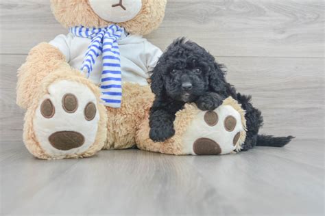 Image result for Cockapoo Dog Baby