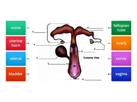 Cow Reproductive System Model 的图像结果
