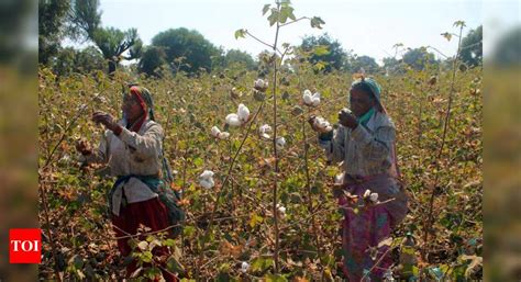Vid farmers fear another bollworm attack | Nagpur News - Times of India