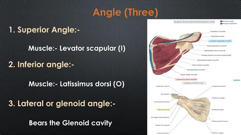 Anatomy of scapula ppt.pdf by Dr. Aditya Pratap Singh | PDF