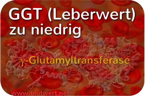 GGT Wert - Gamma GT (γ-GT) einfach erklärt