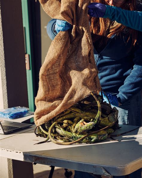 Iguanas are falling out of trees in Florida—here's why | National Geographic