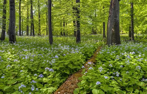 Wallpaper greens, forest, flowers, path for mobile and desktop, section ...