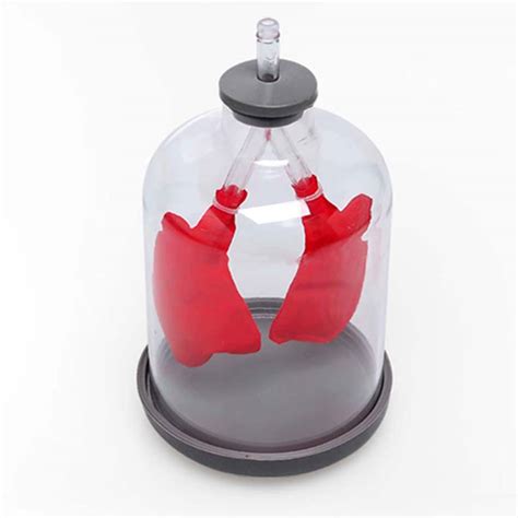 Buy Lung Respiration Model for Education Pulmonary Respiratory Model ...