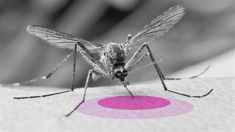 Why Do Mosquito Bites Itch? And Can You Avoid Being Bitten? | Britannica