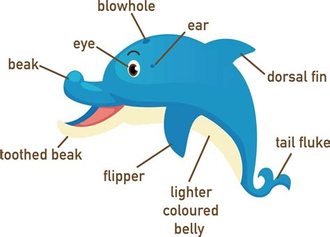 Ilustración de la parte del cuerpo del vocabulario de delfines. 3204506 ...
