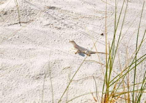 All You Need To Know About White Sands--America’s Newest National Park