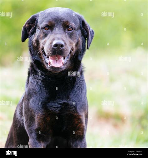 Full Grown Rottweiler Lab Mix Black Full Grown Rottweiler Lab Mix Black ...