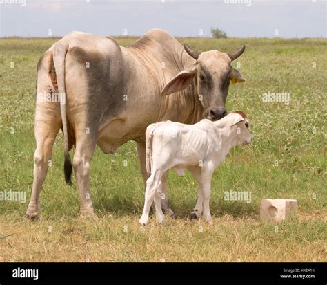 The Brahman or Brahma is bred in United States from cattle breeds ...
