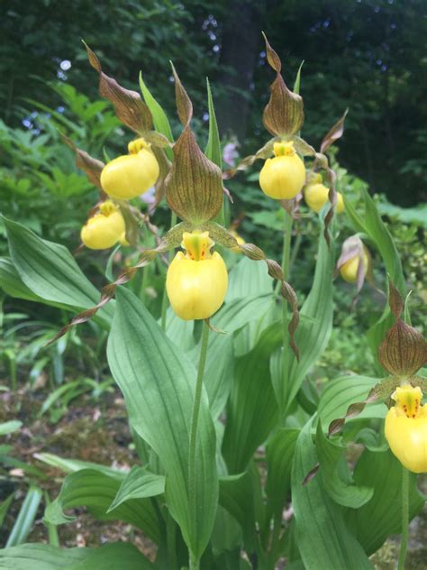 Yellow lady's-slipper - Calgary Horticultural Society