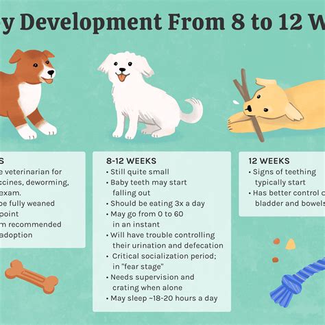 What Should A 10 Week Old Puppy Know