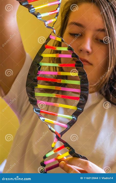 DNA Model Tutorial 的图像结果