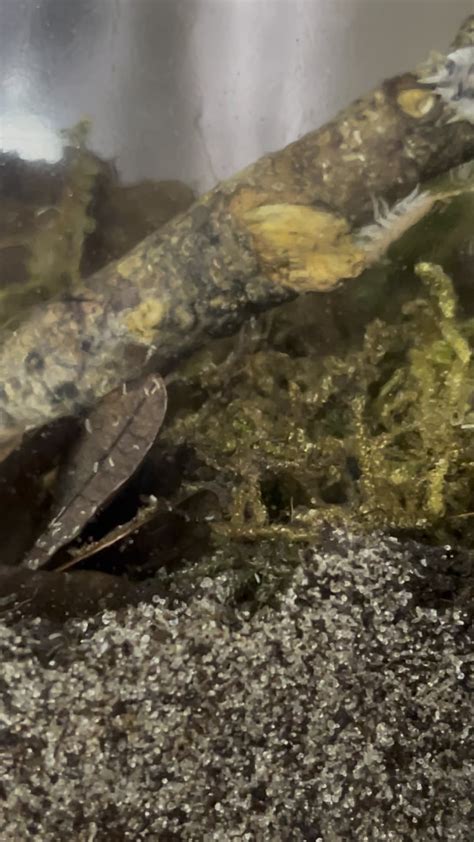 Image result for Spring Tails Fast