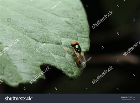 Fly Side View 的图像结果