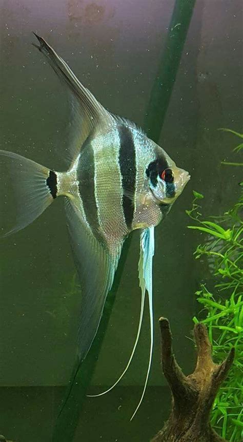 Color Fish 的图像结果