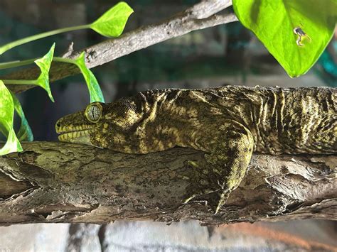 New Caledonian Giant Gecko | Discover and Learn Today — National Zoo ...