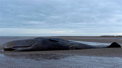 Exploding Whale Oregon 1970 的图像结果