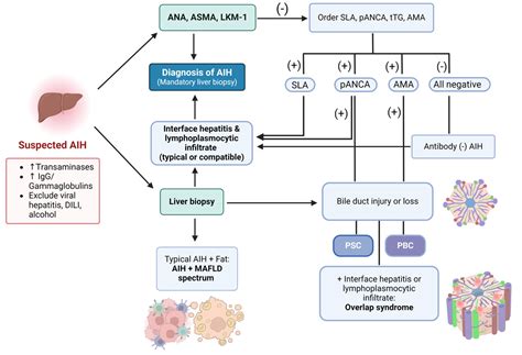 Autoimmune Hepatitis: A Diagnostic and Therapeutic Overview