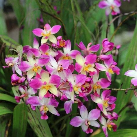 Ground Orchid Violet Yellow Mix – Wayanadan Touch Garden