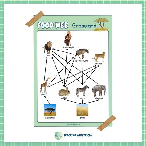 Food Web Posters by Biome: Rain Forest, Grasslands, Desert, Tundra ...