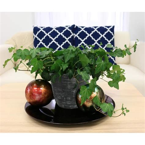 Costa Farms 1.34-Quart English Ivy in Plastic in the House Plants ...