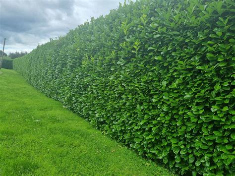 Laurel Hedges Ireland, Hedging For Sale | Hedging.ie