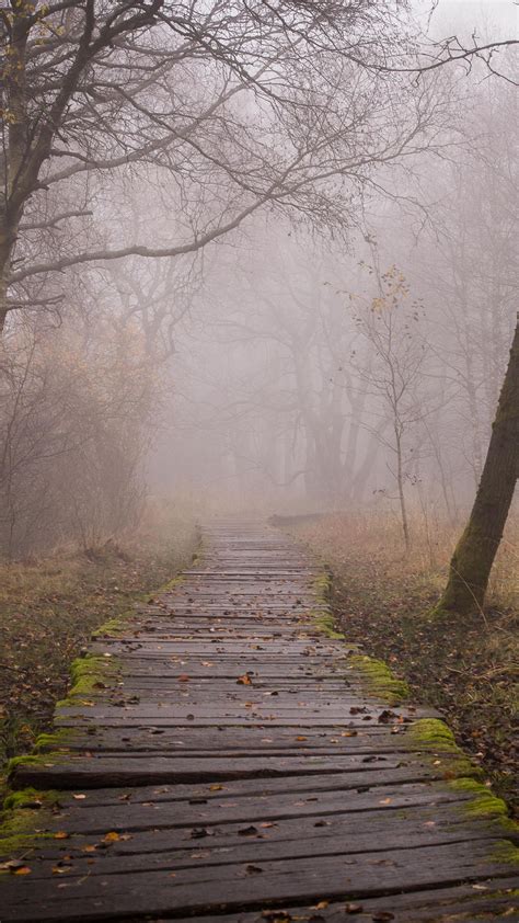 Download wallpaper 1350x2400 trail, boards, forest, fog, trees iphone 8 ...