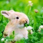Image result for What Eats Wild Flowers