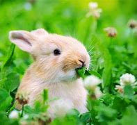 Image result for Rabbit Feed