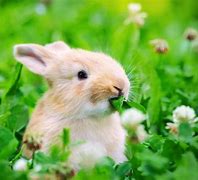 Image result for Rabbit Eating Cartoon