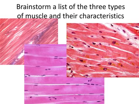 Image result for Muscle Structure and Function