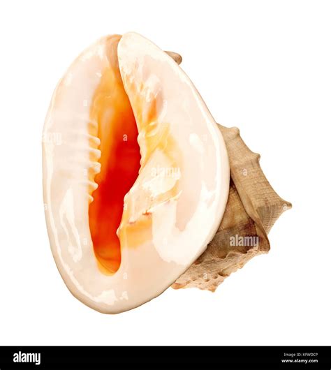 Clam Shell Pattern 的图像结果