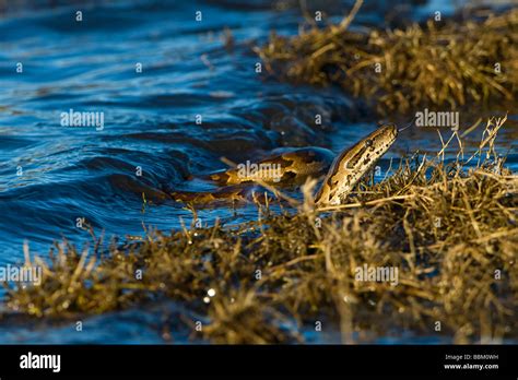 Image result for Namibian Python