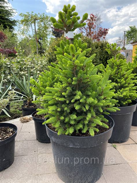Ялина звичайна (Picea abies) Will's Zwerg/H 0.47-0.55 м/ C15 L (ID ...