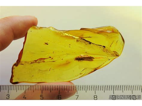 Big 12mm Stonefly Plecoptera with parasitic Worm Nematoda and Mites ...